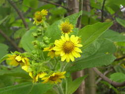 Image of Smallanthus pyramidalis (Triana) H. Rob.