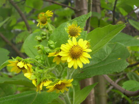 Image of Smallanthus pyramidalis (Triana) H. Rob.