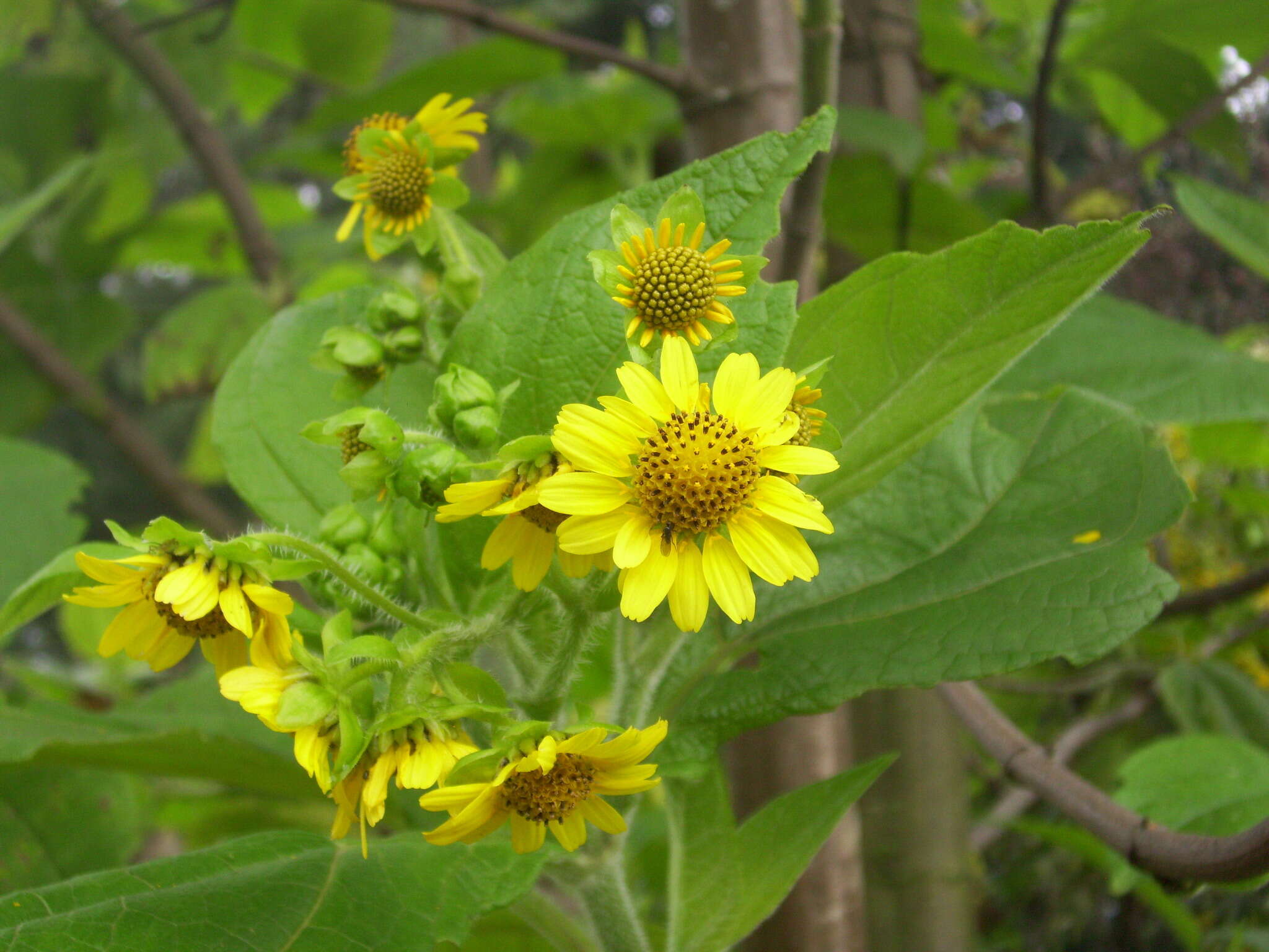 Image of Smallanthus pyramidalis (Triana) H. Rob.