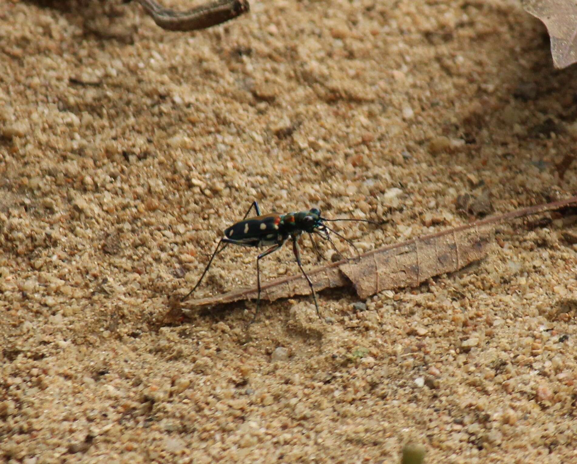 Image of Cicindela (Cosmodela) duponti Dejean 1826