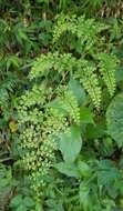 Image of thicket creepingfern