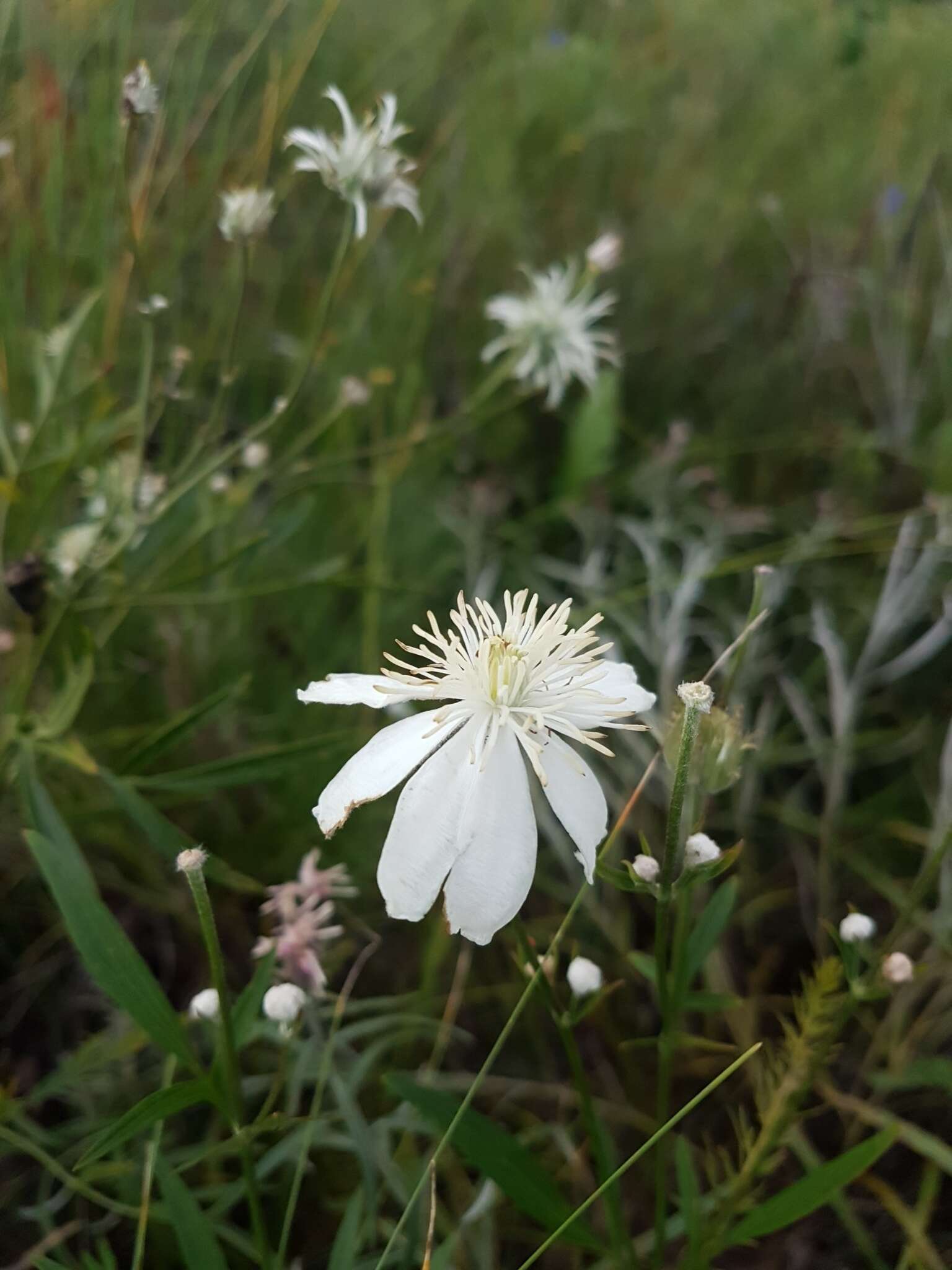 Imagem de Clematis hexapetala Pall.