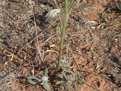 Sivun <i>Ptilotus macrocephalus</i> kuva