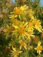 Image of Strong-smelling Inula