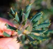 Image of Banksia carlinoides (Meissn.) A. R. Mast & K. R. Thiele