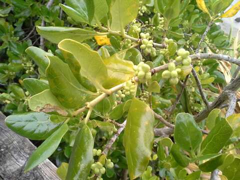 Image de Coprosma repens A. Rich.