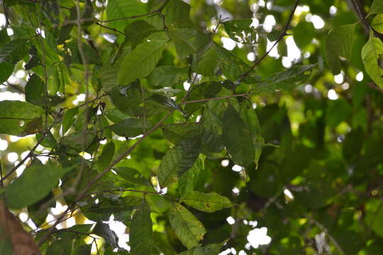 Image of Sorocea affinis Hemsl.