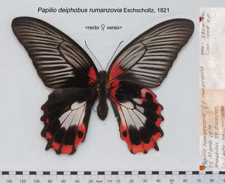 Image of Papilio deiphobus Linnaeus 1758