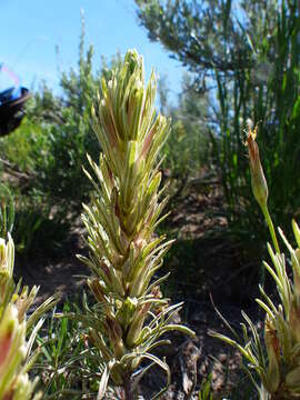 Слика од Castilleja pallescens (Nutt. ex A. Gray) Greenm.