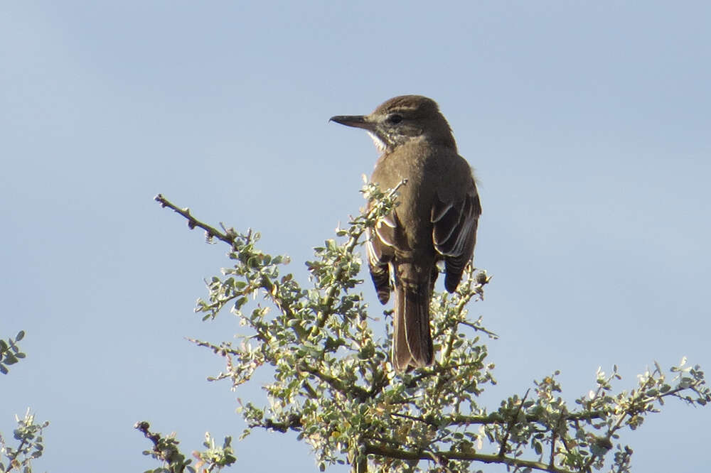 Image of Gray-bellied Shrike-Tyrant