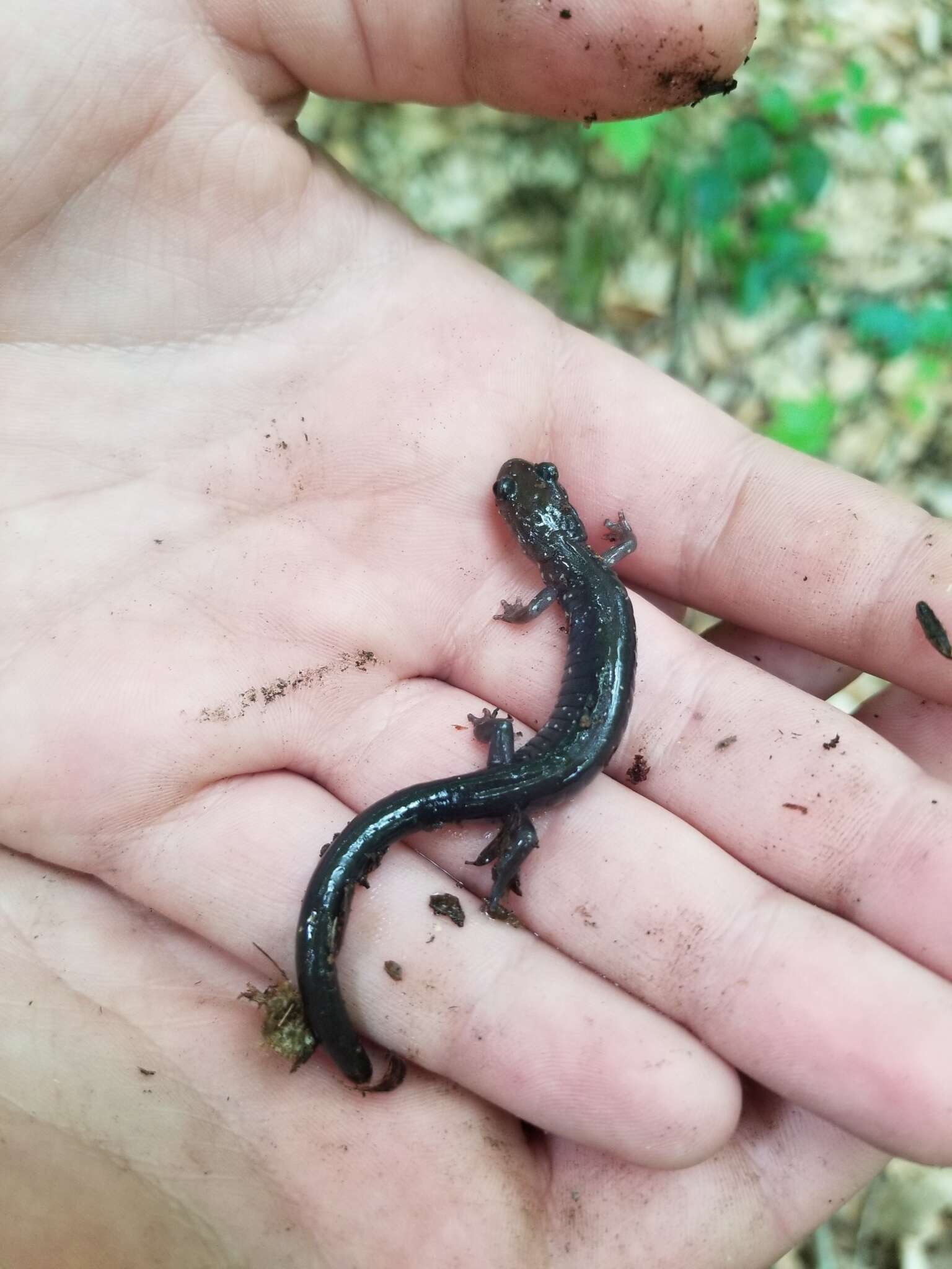 Plancia ëd Plethodon wehrlei Fowler & Dunn 1917