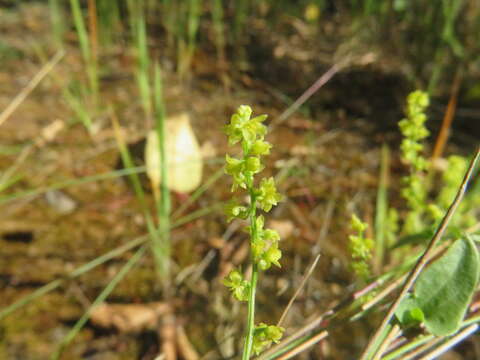 Image of Dioscorea humifusa Poepp.