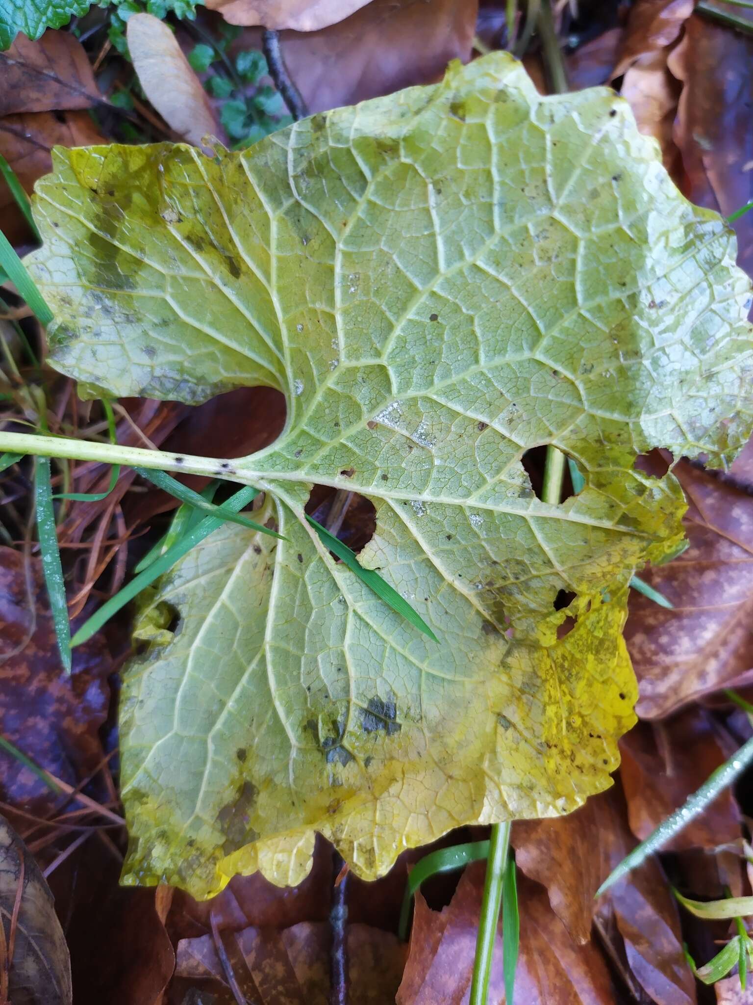 Image of Hyaloperonospora niessliana (Berl.) Constant. 2002