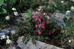 Image of pink lousewort