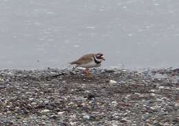 Image of ringed plover, common ringed plover