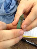 Image of Mertens' Day Gecko