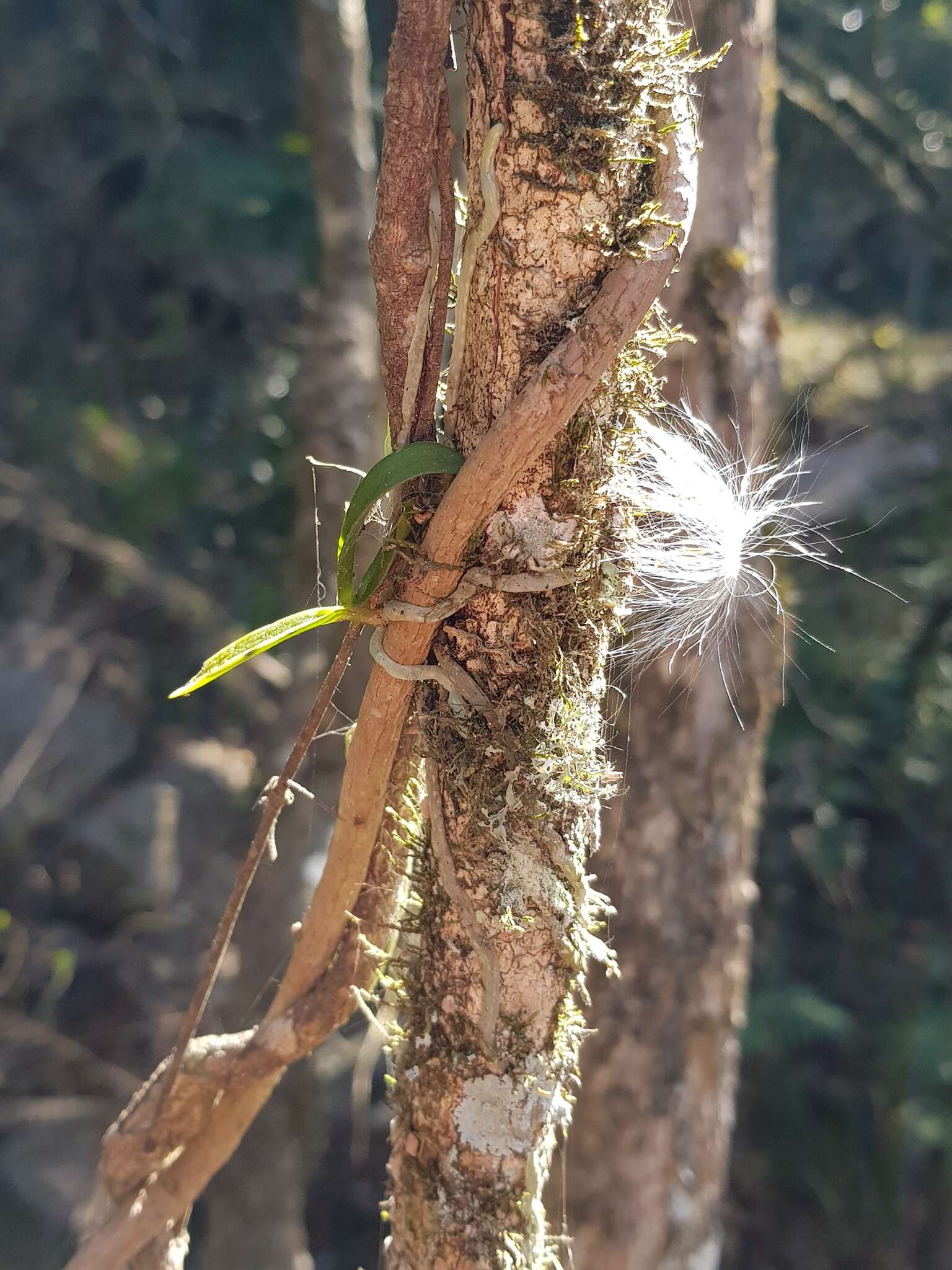 Mystacidium flanaganii (Bolus) Bolus的圖片