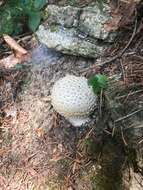 صورة Amanita echinocephala (Vittad.) Quél. 1872