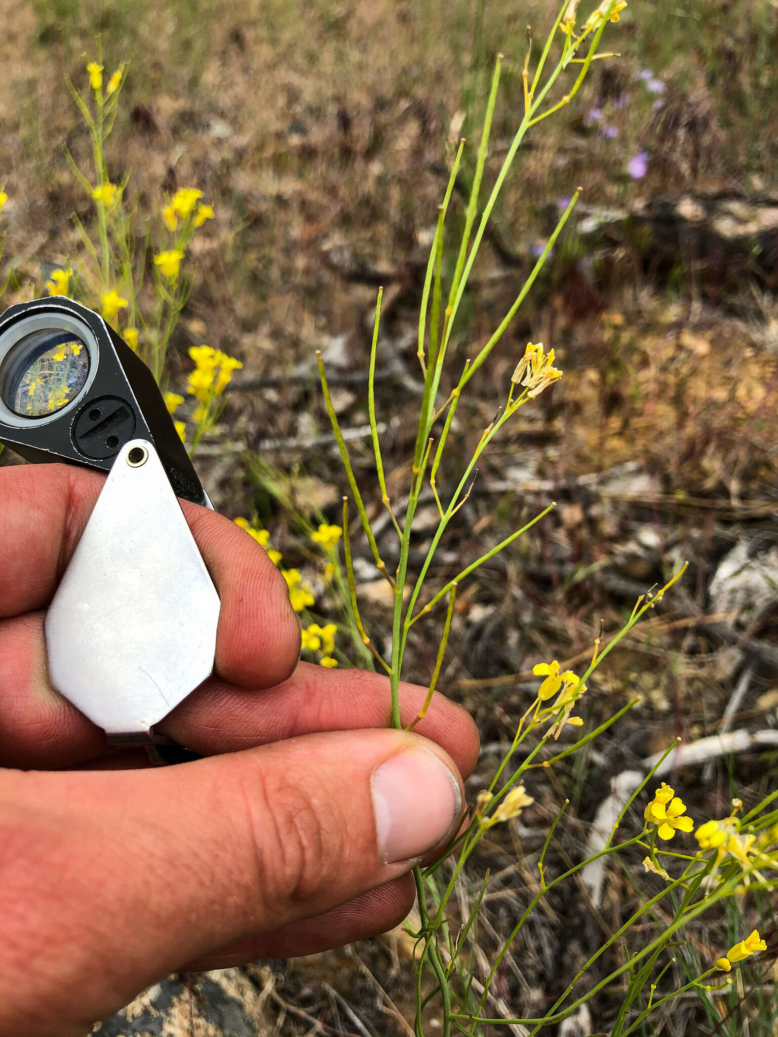 Sisymbrium linifolium (Nutt.) Nutt.的圖片