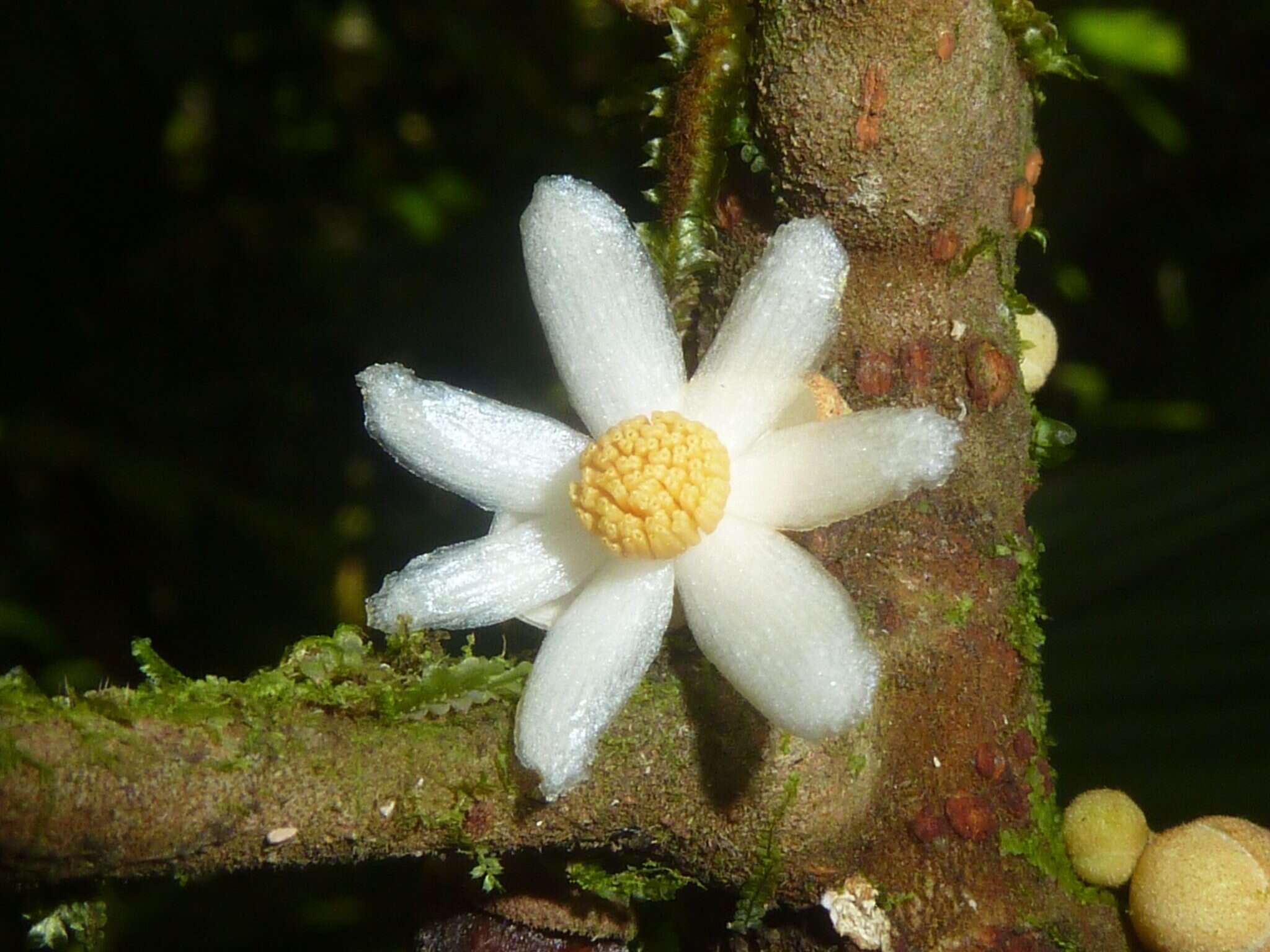 Image of Carpotroche platyptera Pittier