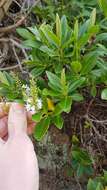 صورة Veronica bollonsii Cockayne