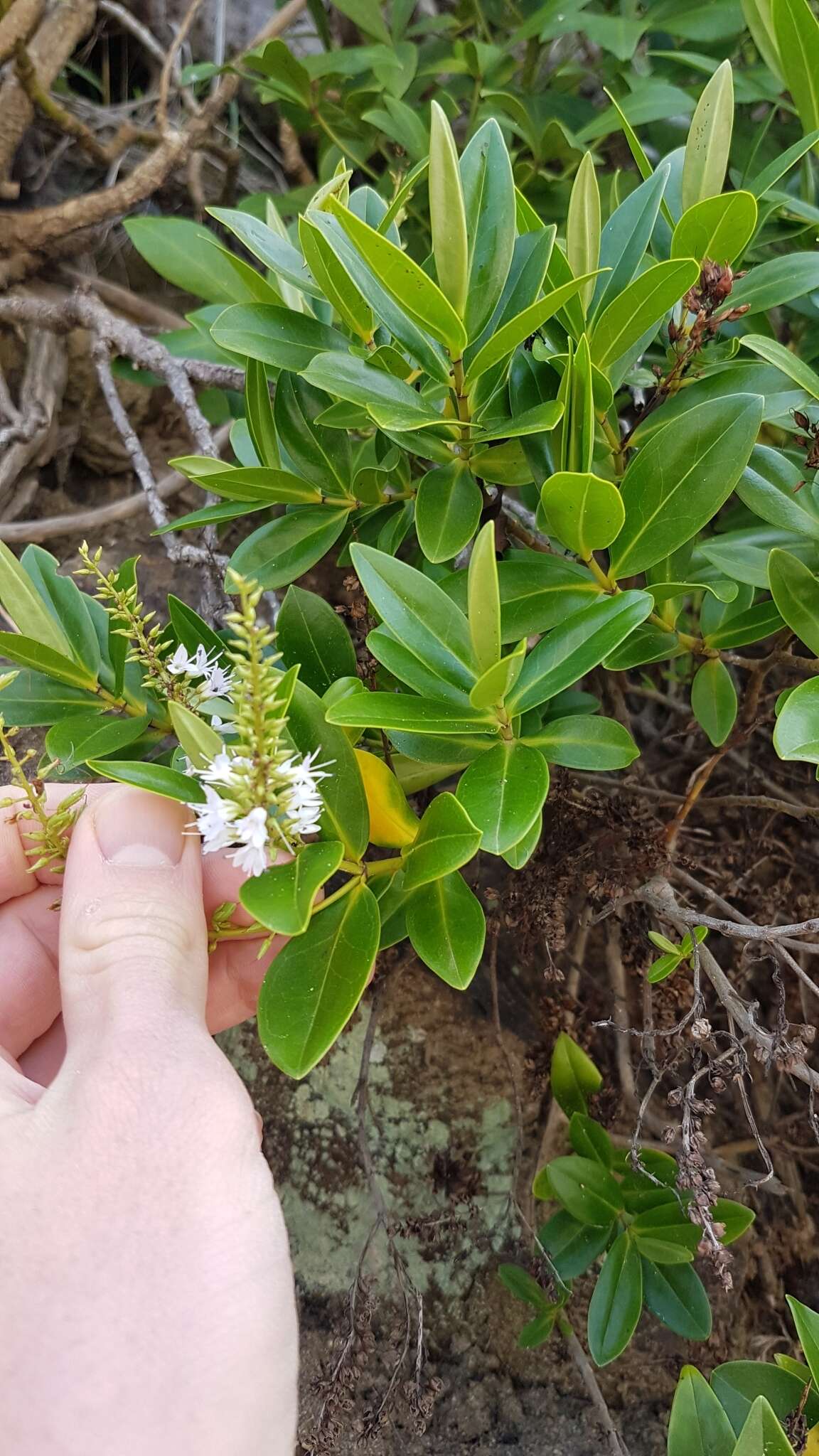 صورة Veronica bollonsii Cockayne