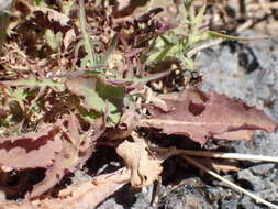 Image of Lactuca palmensis C. Bolle