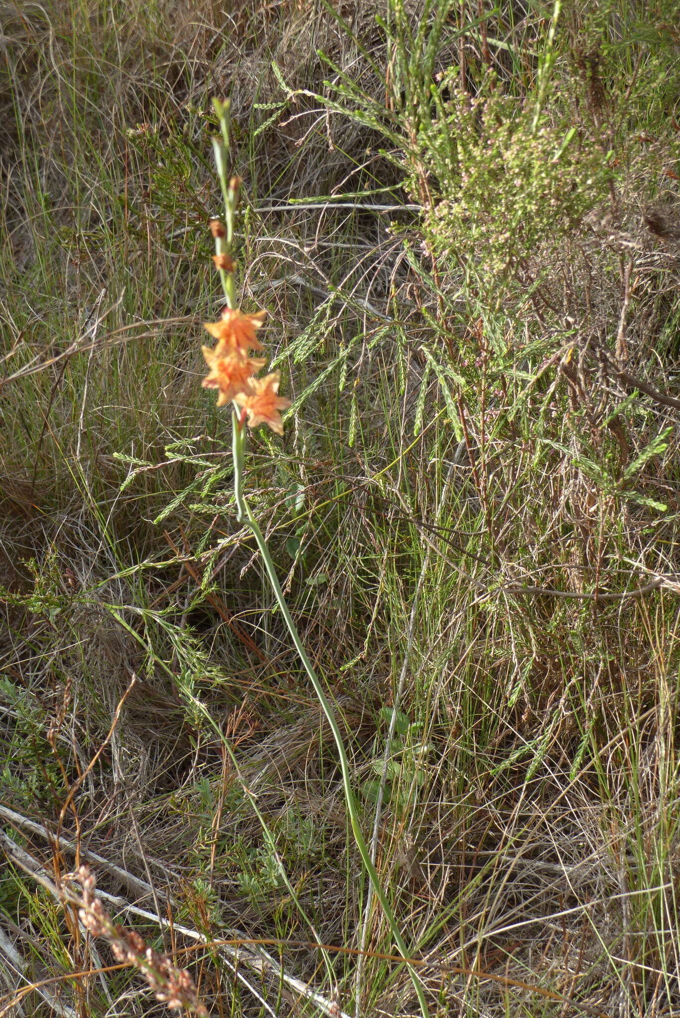 Слика од Gladiolus emiliae L. Bolus