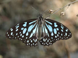 Image of Tirumala limniace exoticus