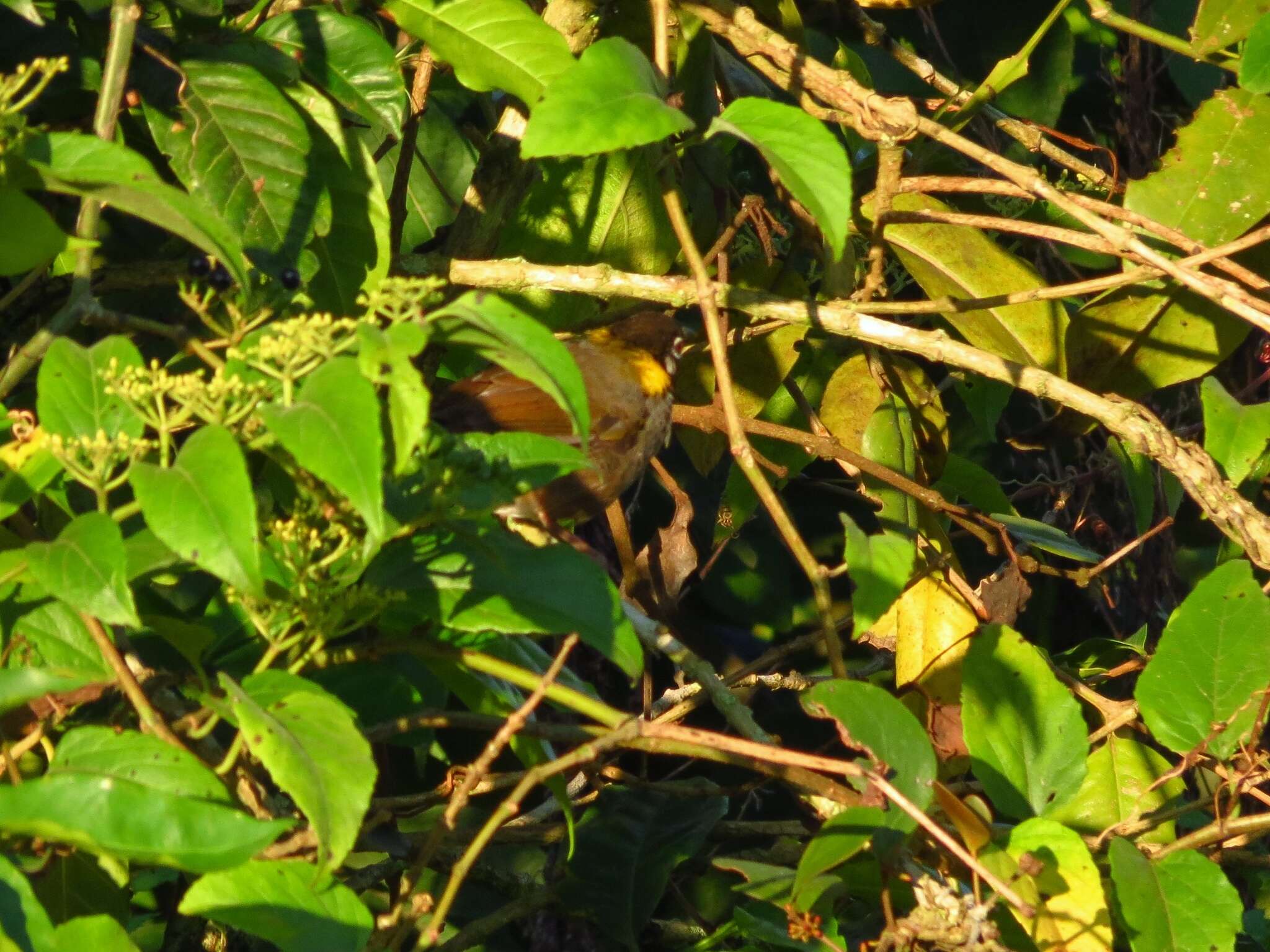 Image of White-eared Ground Sparrow