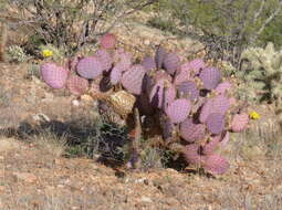 Image of Black-spined pricklypear