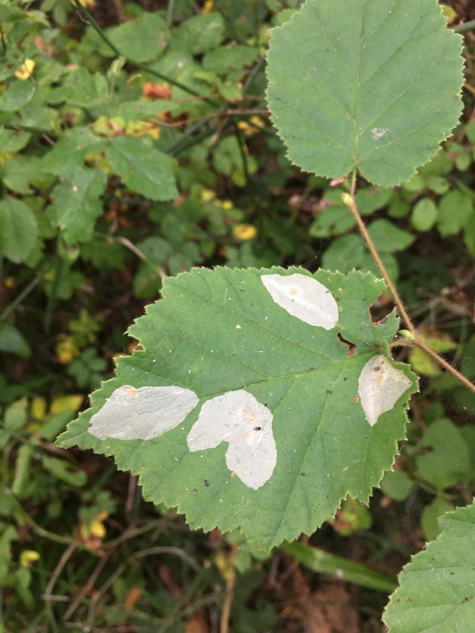 Image de Phyllonorycter coryli (Nicelli 1851)