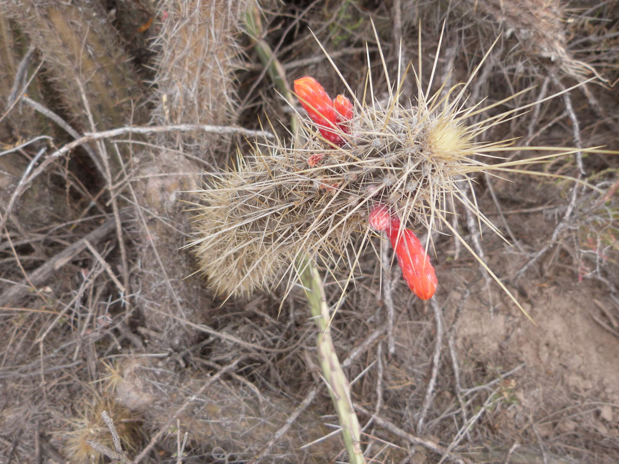 Image of Cleistocactus baumannii (Lem.) Lem.