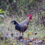 Image of Grey Junglefowl