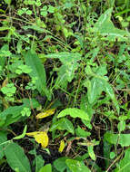 Image of Passiflora colinvauxii Wiggins