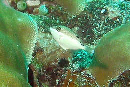 Image of Halfmoon triggerfish