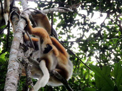 Image of Diadem Sifaka