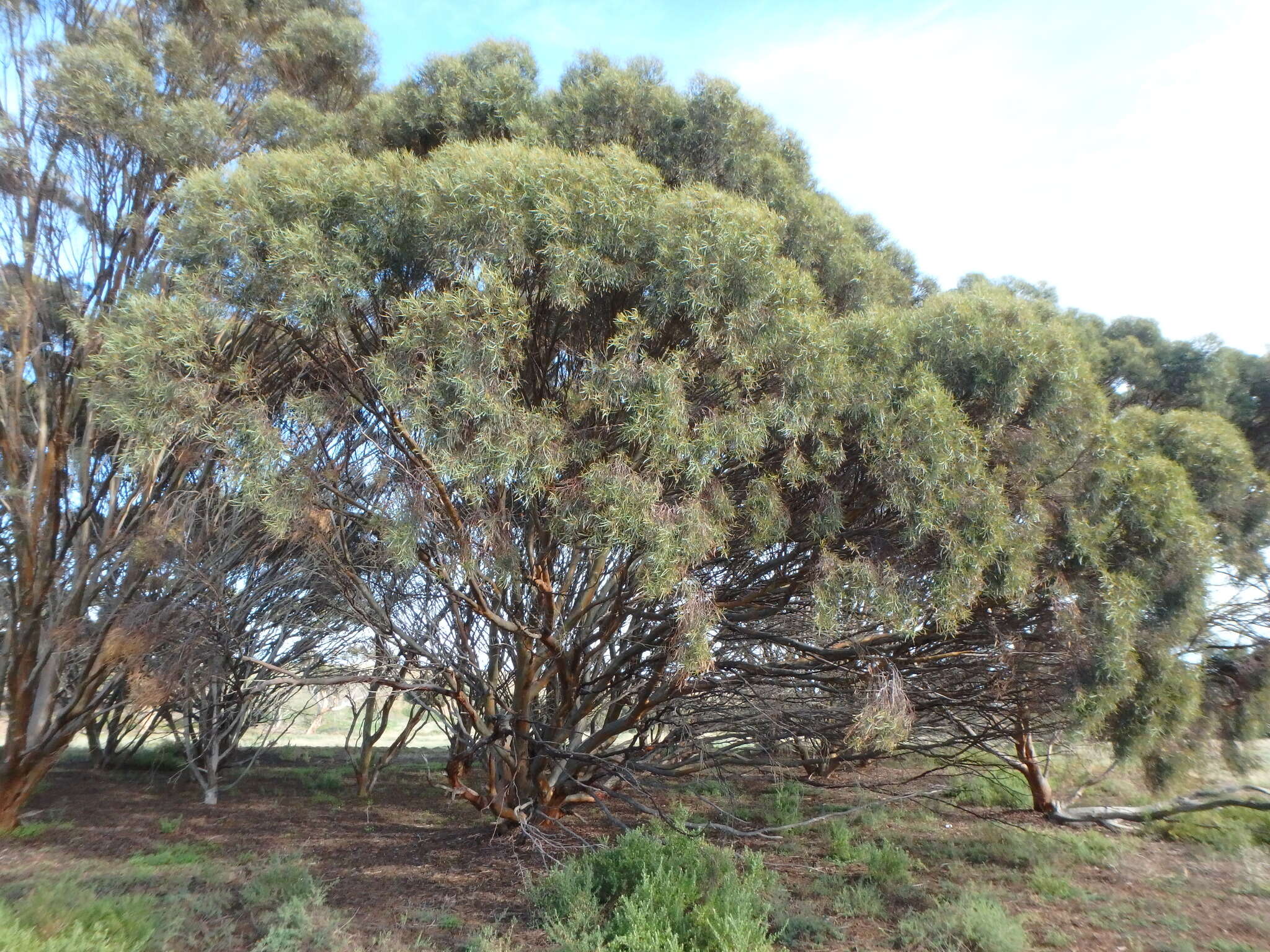 Image of eucalyptus