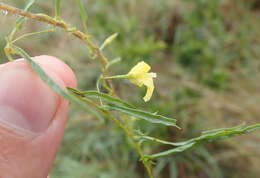 Image of African morningvine