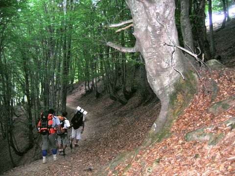 Image of Oriental Beech