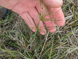 Image de Thelesperma burridgeanum (Regel, Korn. & Rach.) Blake