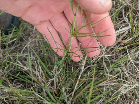 Image of Burridge's greenthread