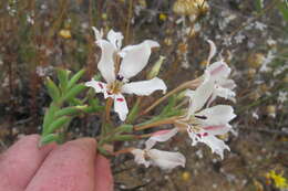 Image of Lapeirousia fabricii subsp. fabricii