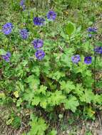 Image of Glandular Crane's-bill