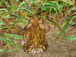 Image of Cuban small-eared toad