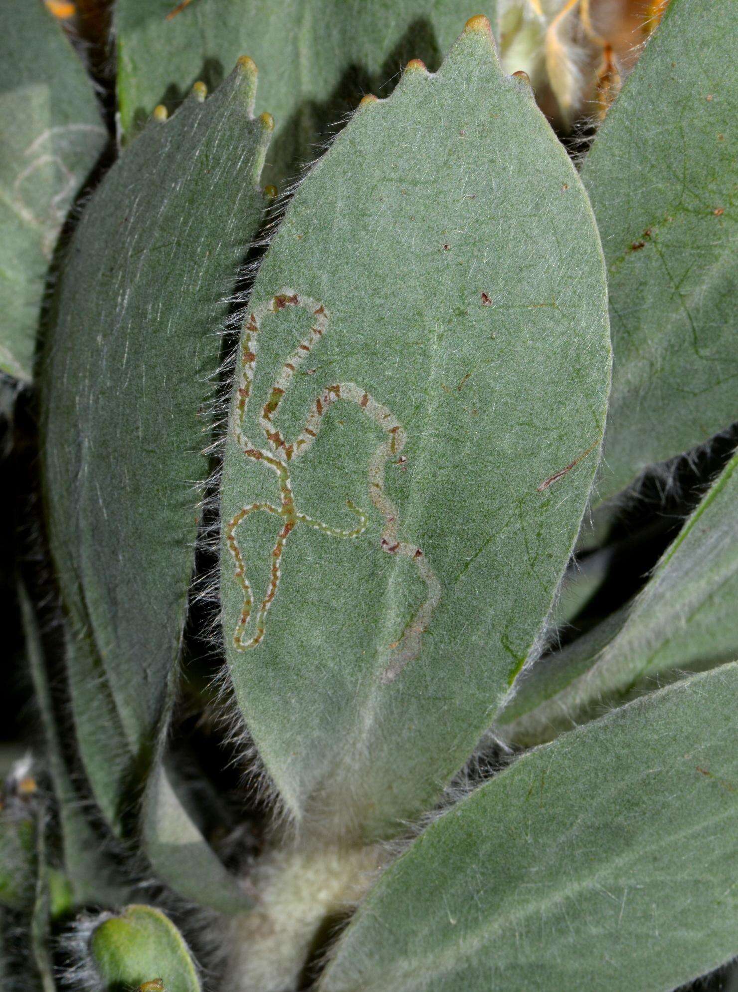 Image of Leucospermum conocarpodendron subsp. conocarpodendron