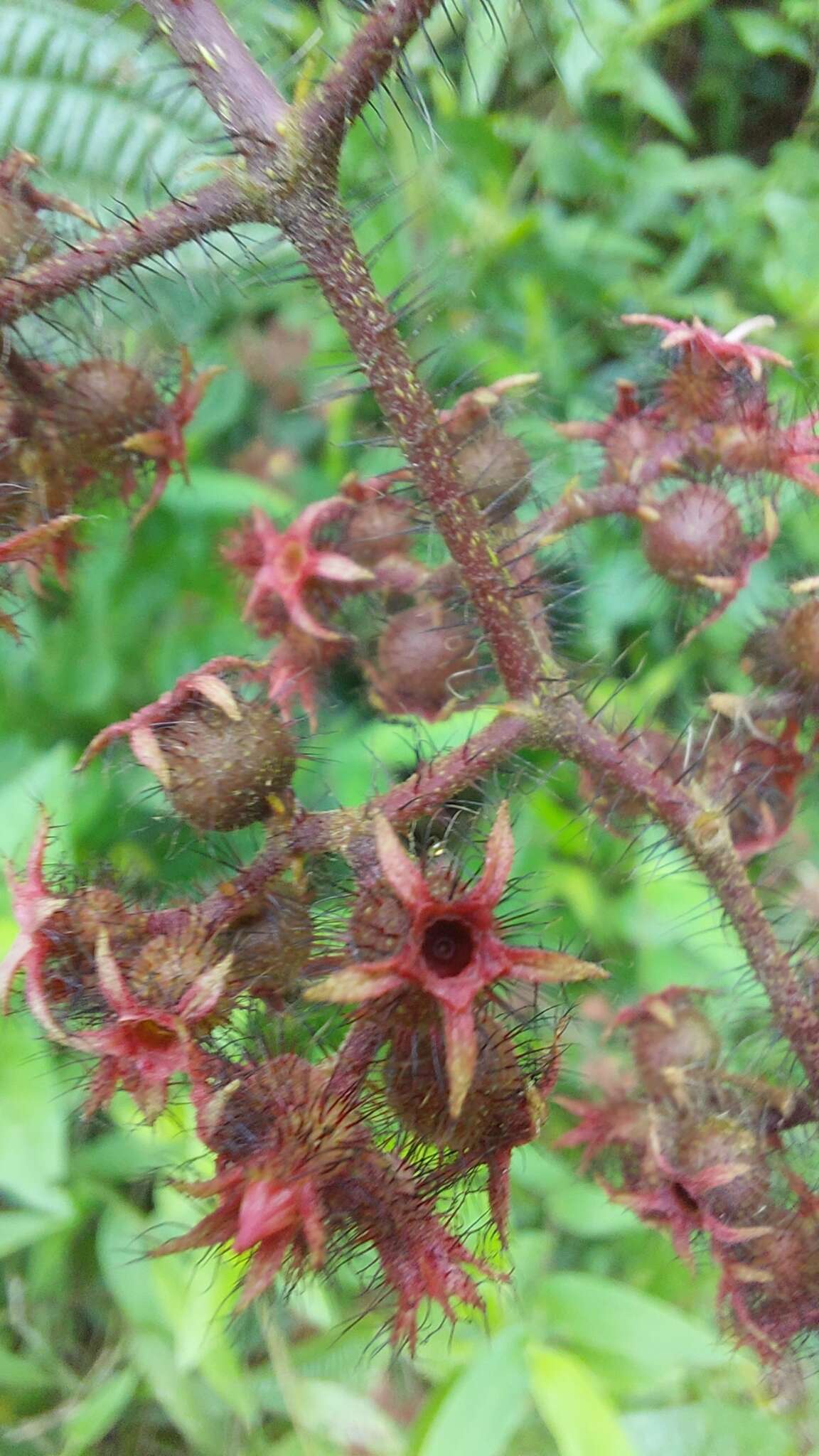 Image of Miconia australis