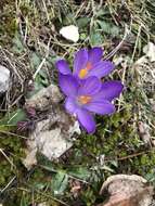 Image of Crocus neapolitanus (Ker Gawl.) Loisel.