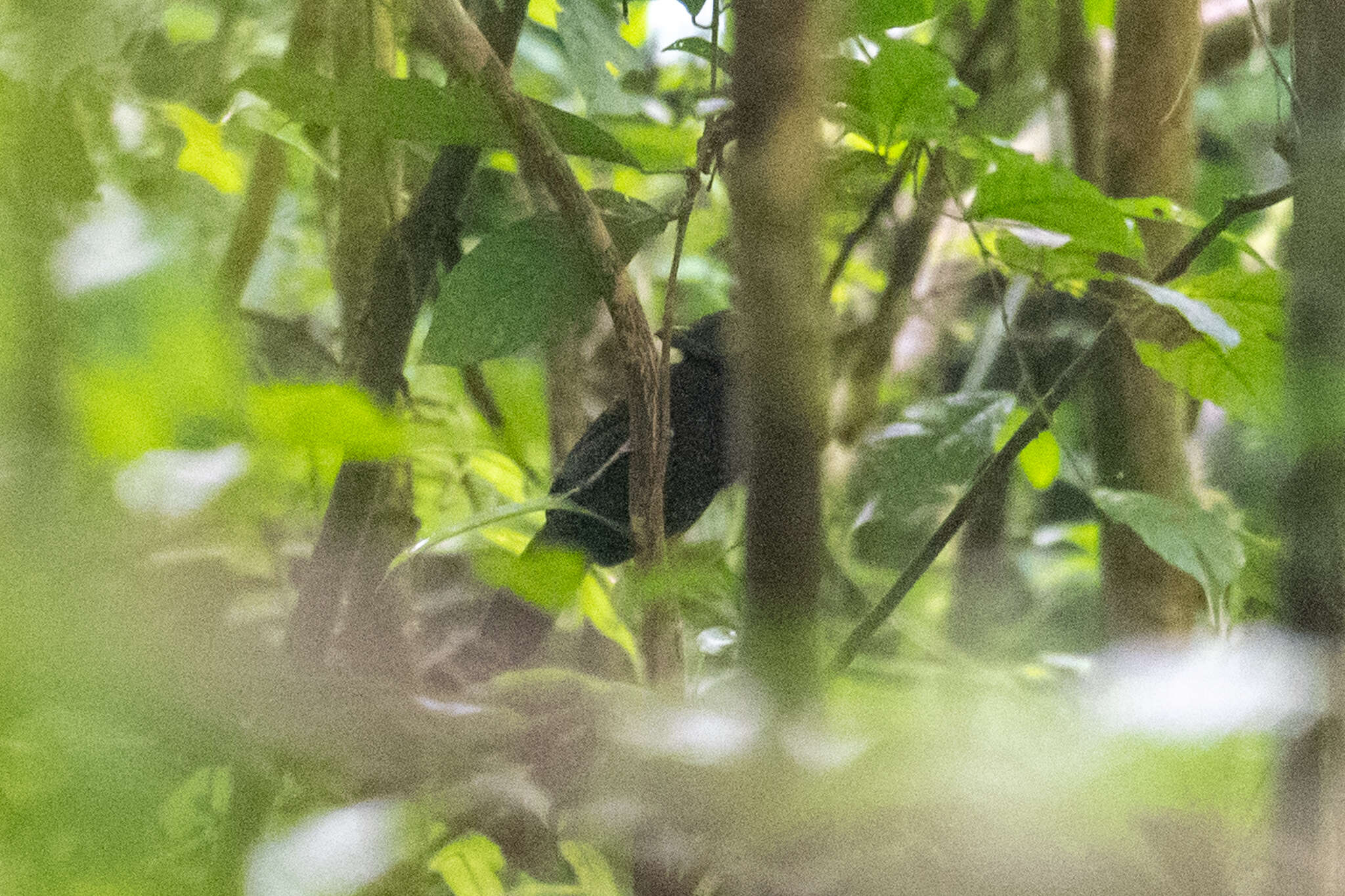 Image of Fulvous Antshrike