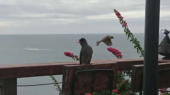 Image of Madagascar Black Bulbul